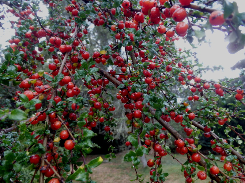 f0208666_20121244.jpg