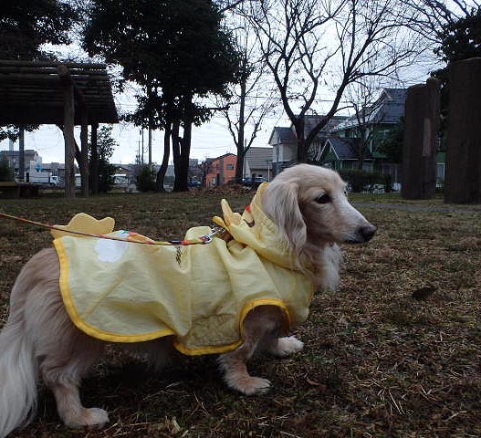 c0243082_11205010.jpg