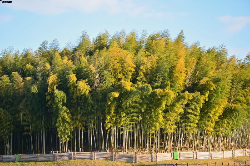 a0300829_21275485.jpg