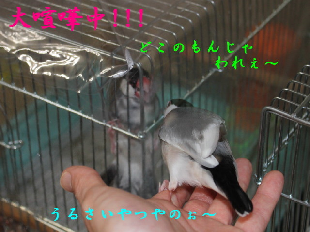 c0365734_20064666.jpg