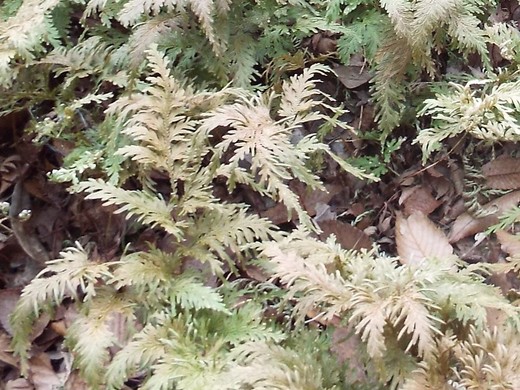 e0145782_727769.jpg