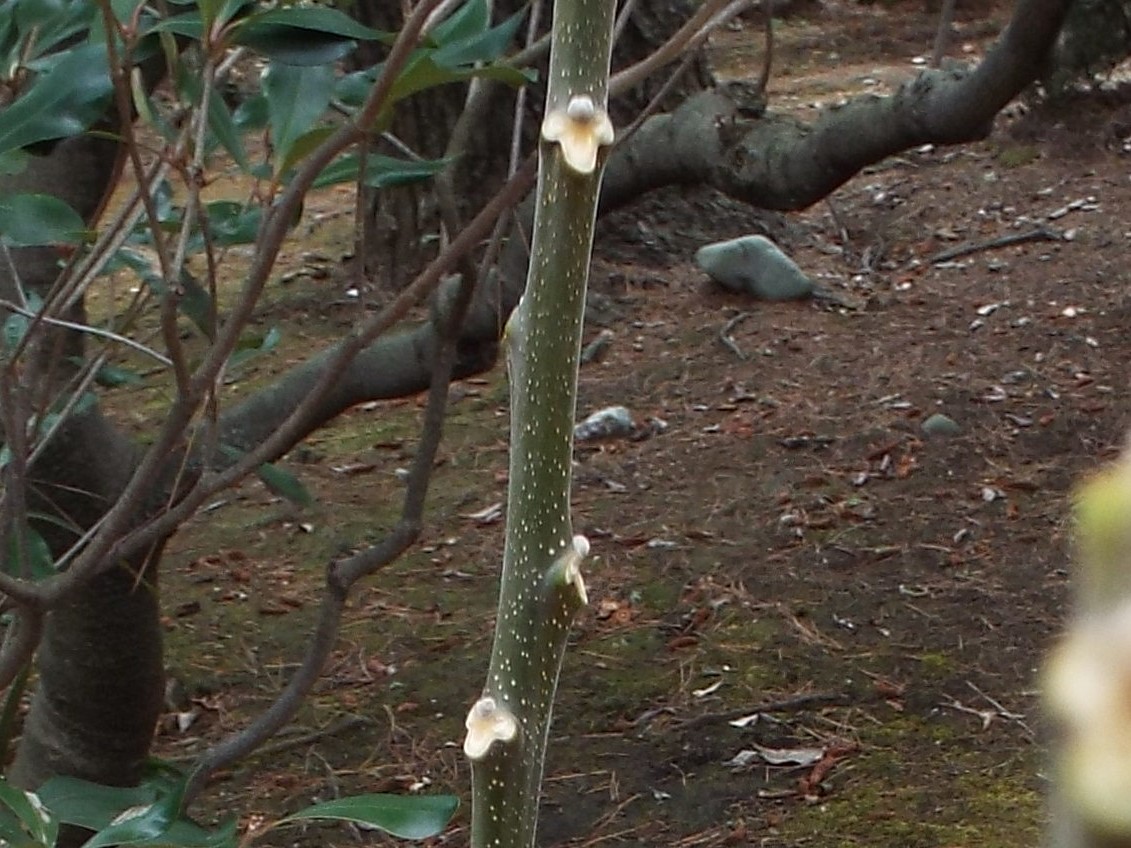 e0145782_7323950.jpg