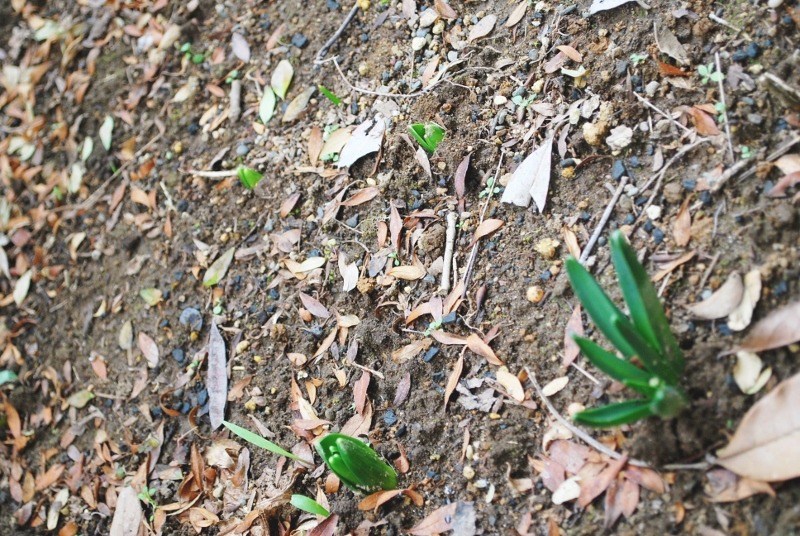 e0025300_170749.jpg