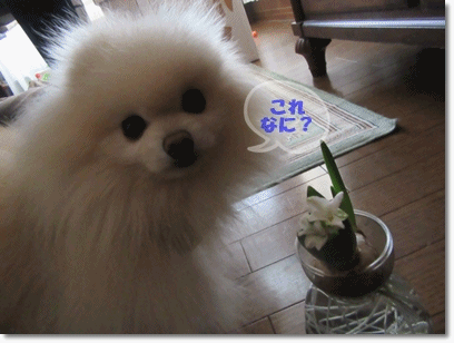 b0167519_23542030.gif