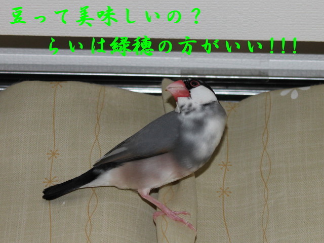 c0365734_22183168.jpg