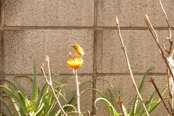 f0257756_1134428.jpg