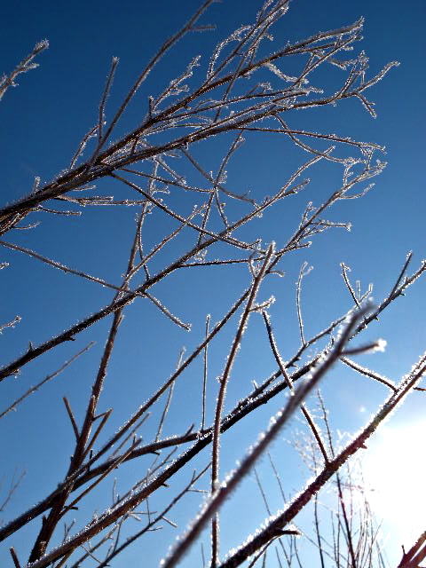 a0199297_1921680.jpg