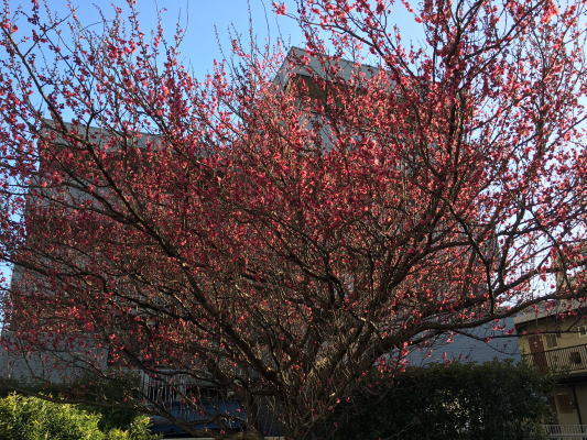 b0160300_17153093.jpg