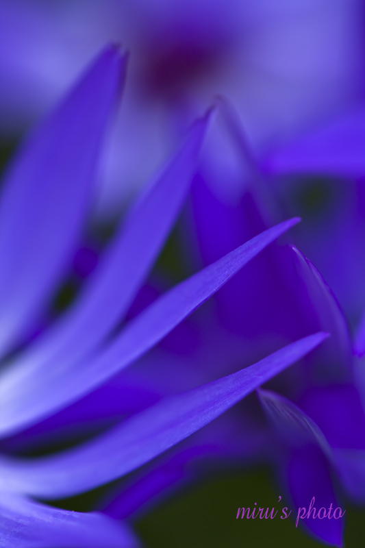 c0037519_11494349.jpg