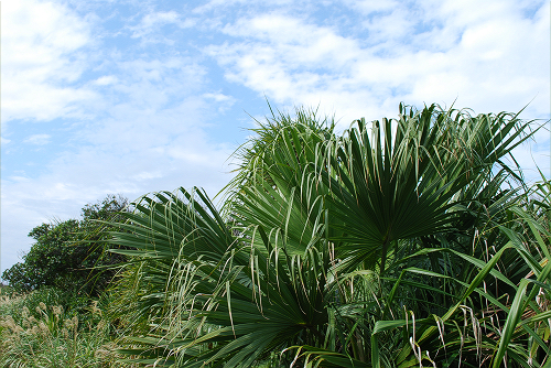 e0123920_2210959.jpg