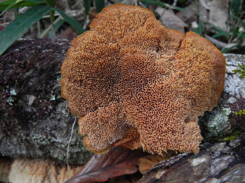 e0352220_16520858.jpg
