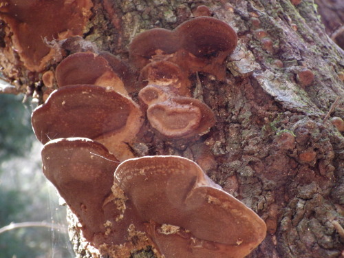 e0352220_16593424.jpg