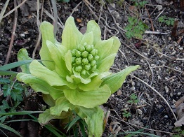 e0175370_9285536.jpg