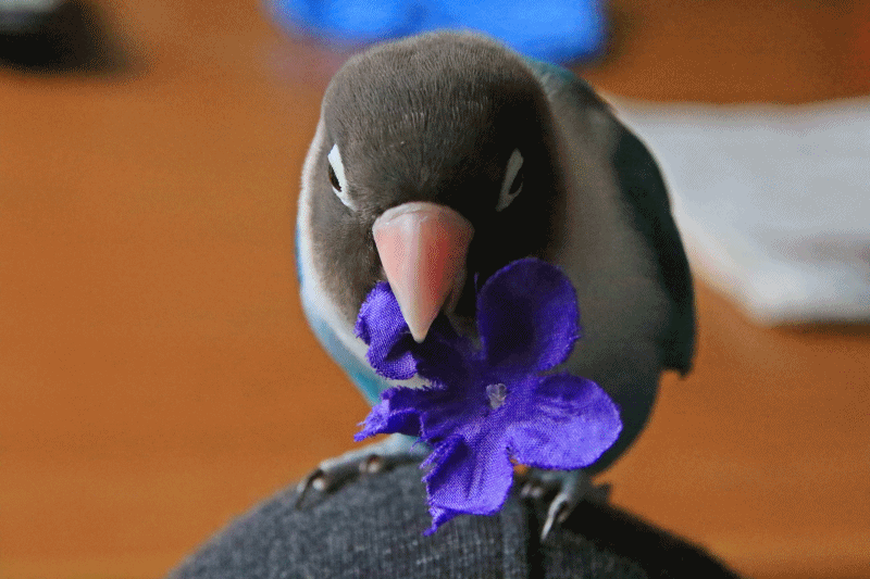 c0145250_10180603.gif
