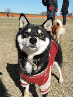 a0286855_941911.gif
