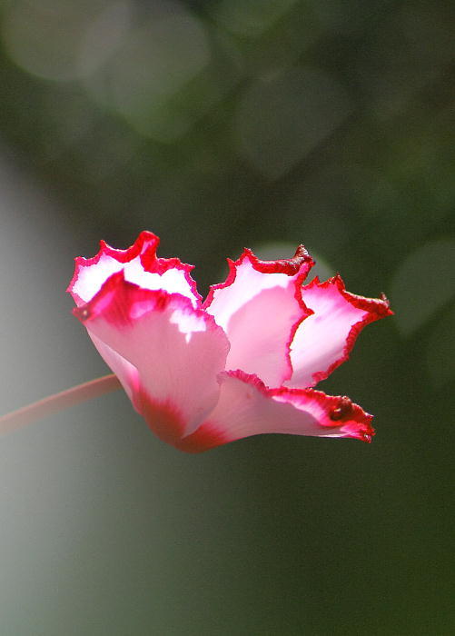 c0357781_18163786.jpg