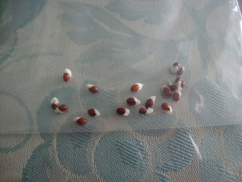 c0322794_14281162.jpg