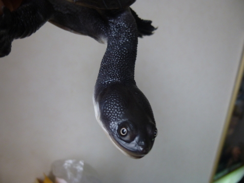 c0362635_11584834.jpg