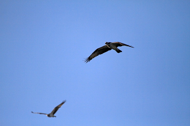 a0242438_21225569.jpg