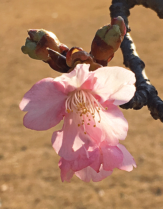a0001354_1252130.gif