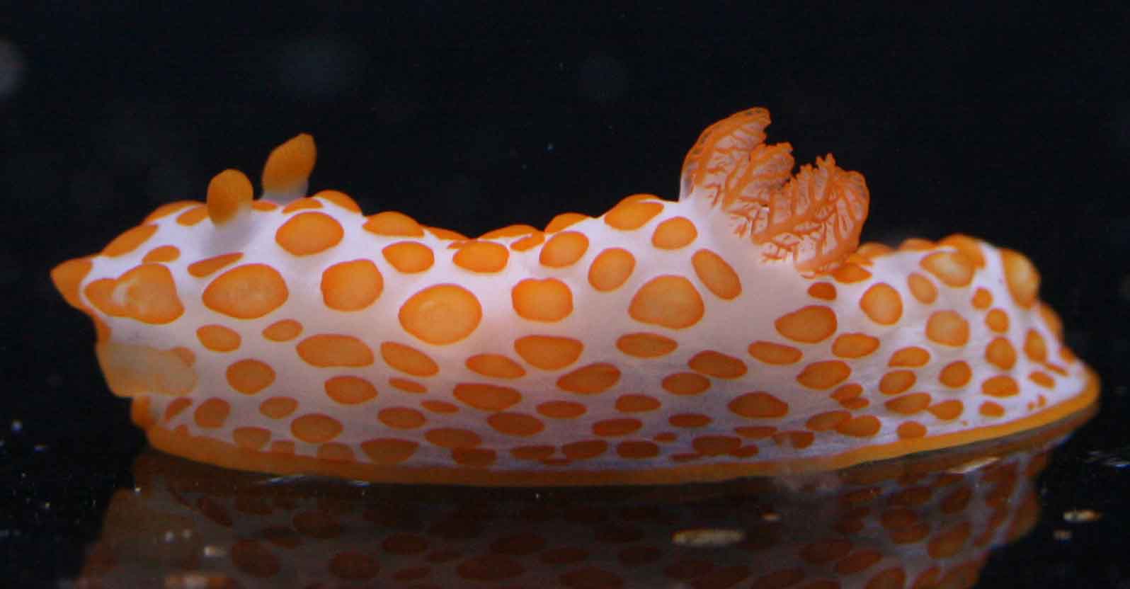 a0162261_11454357.jpg