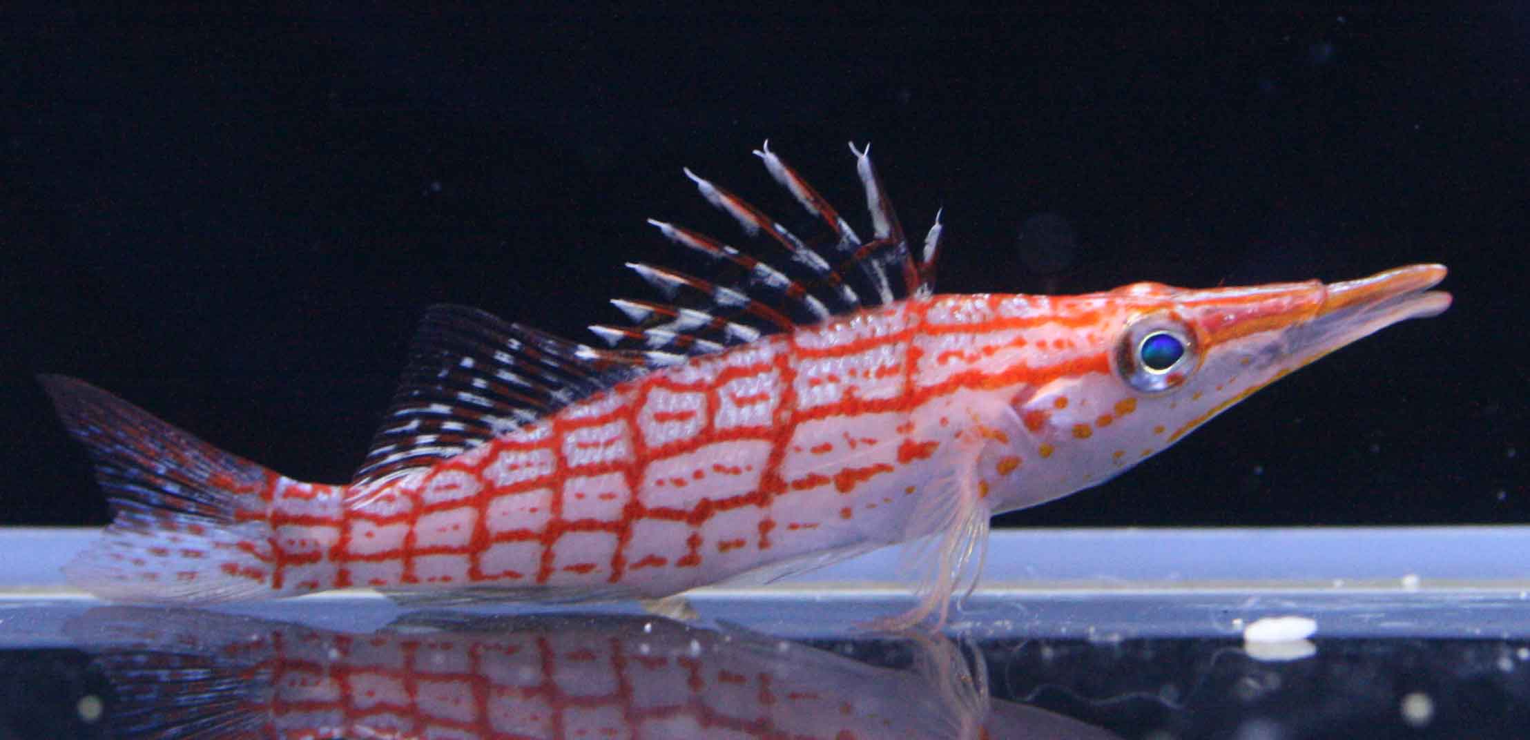 a0162261_12114370.jpg