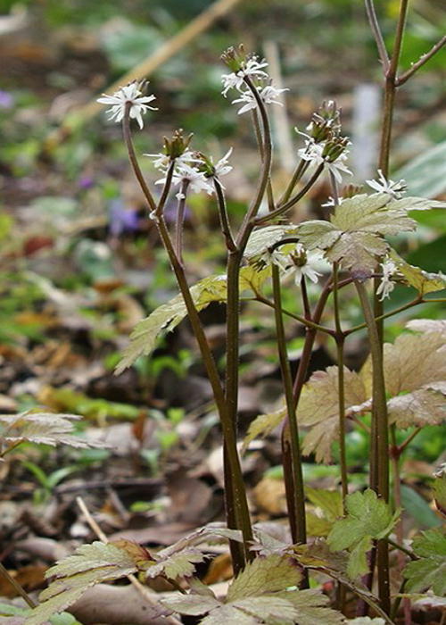c0357781_10462891.jpg