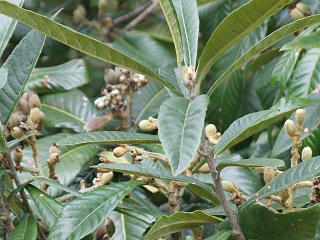 e0130185_11372977.jpg