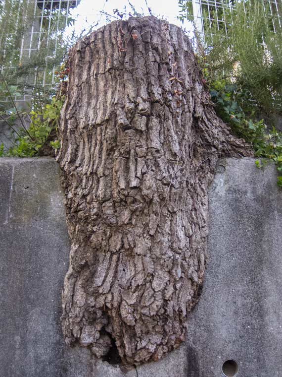 e0065086_959439.jpg