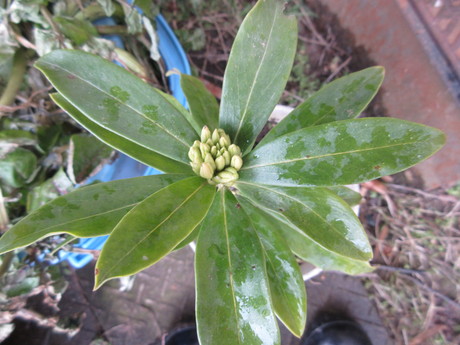 a0203003_16311240.jpg