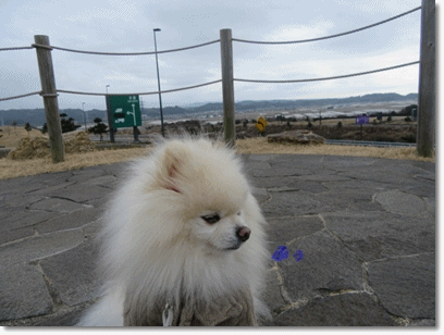 b0167519_2128989.gif