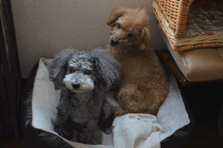 c0136736_2165174.gif
