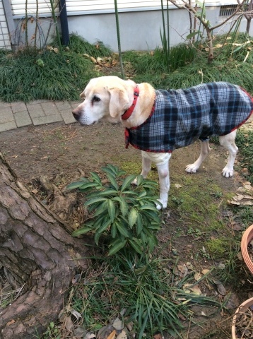 b0340046_23183431.jpeg