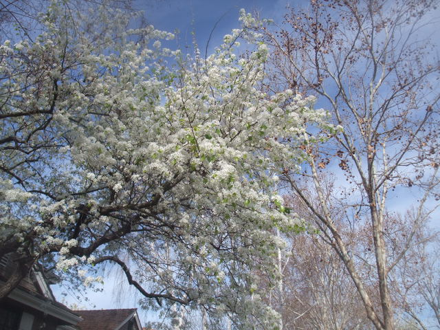 c0115366_1536133.jpg