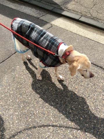 b0340046_00445016.jpeg