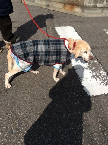 b0340046_00532539.jpeg