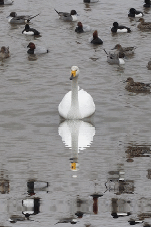 b0149071_14392418.gif