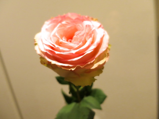 c0194065_3462399.jpg