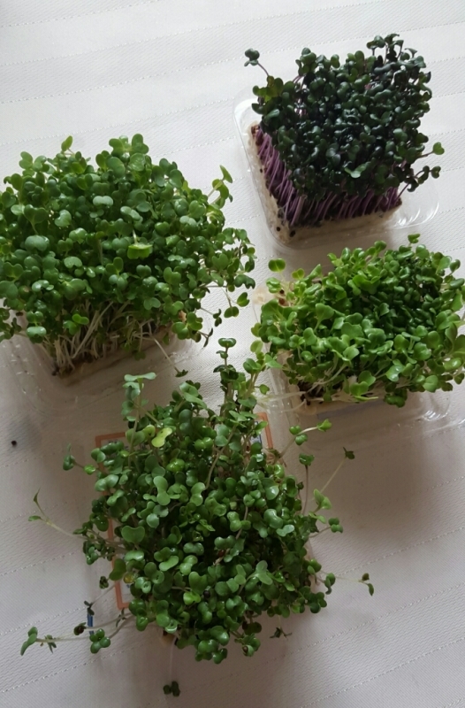 e0192971_01475190.jpg