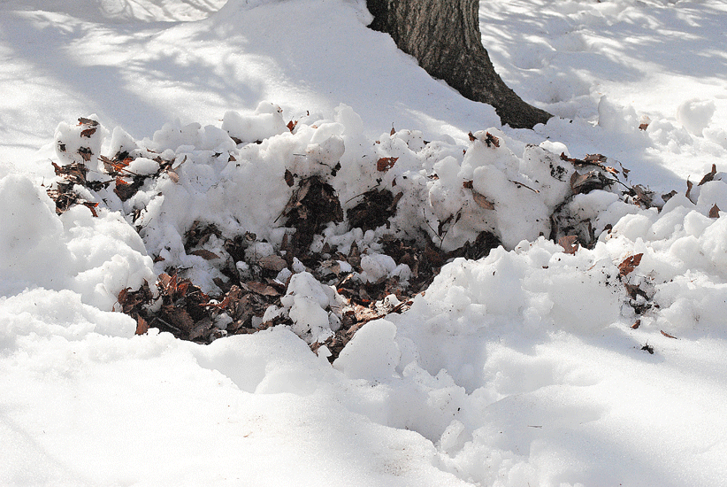 a0001354_22524733.gif