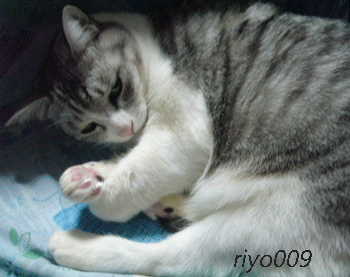 e0001558_18524913.gif