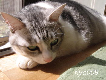e0001558_19004667.gif