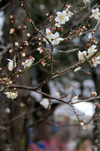 c0152779_1674439.jpg
