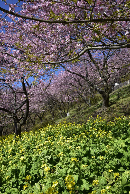 b0042837_17583988.jpg