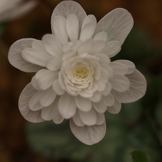 c0183777_2015141.jpg