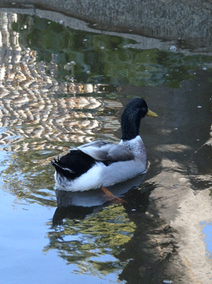 c0204801_21152451.gif