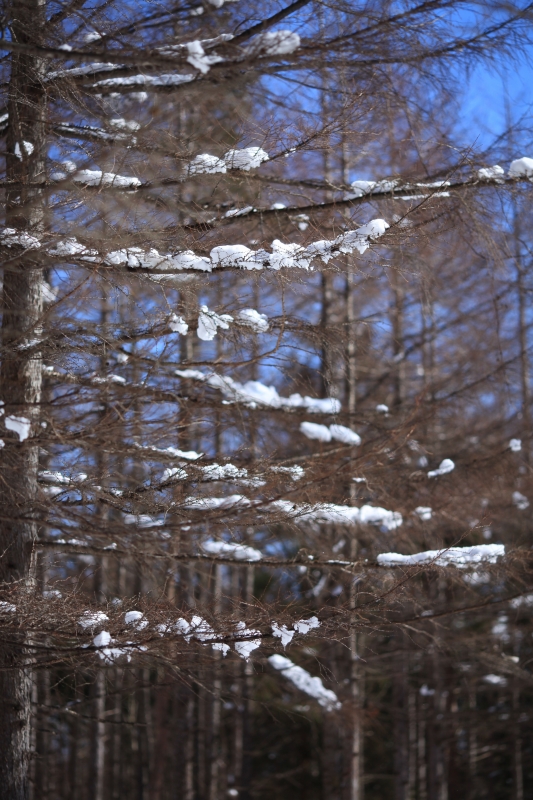 b0050305_1958109.jpg