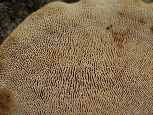 e0352220_20550152.jpg