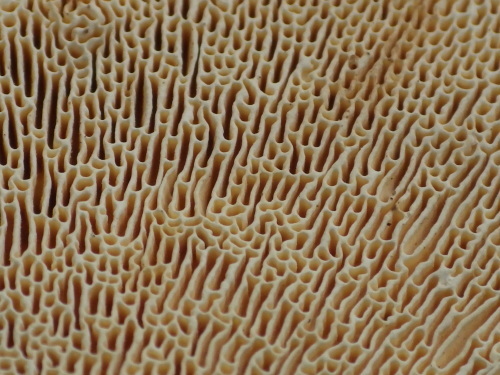 e0352220_20555411.jpg