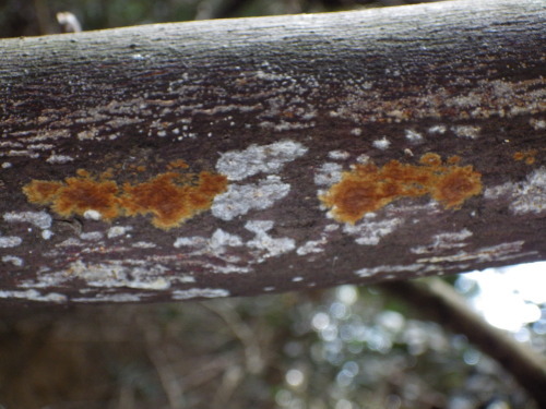 e0352220_20562904.jpg